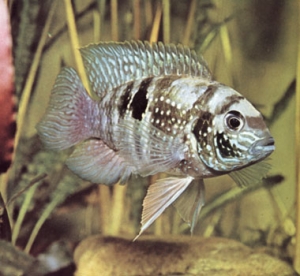 Acara bleu